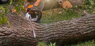 Best Emergency Tree Removal Services  in USA